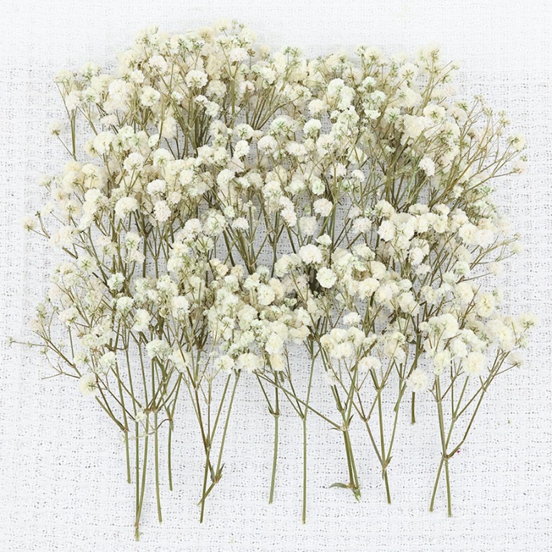 50 adet Doğal Kurutulmuş Cipso - Dried Flower Bulk incelemesi ve fiyatı