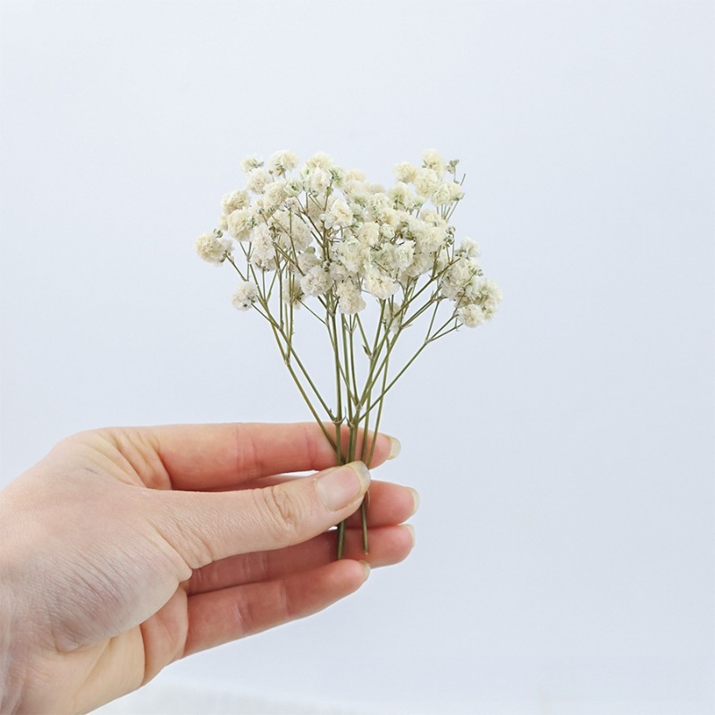 50 adet Doğal Kurutulmuş Cipso - Dried Flower Bulk incelemesi ve fiyatı