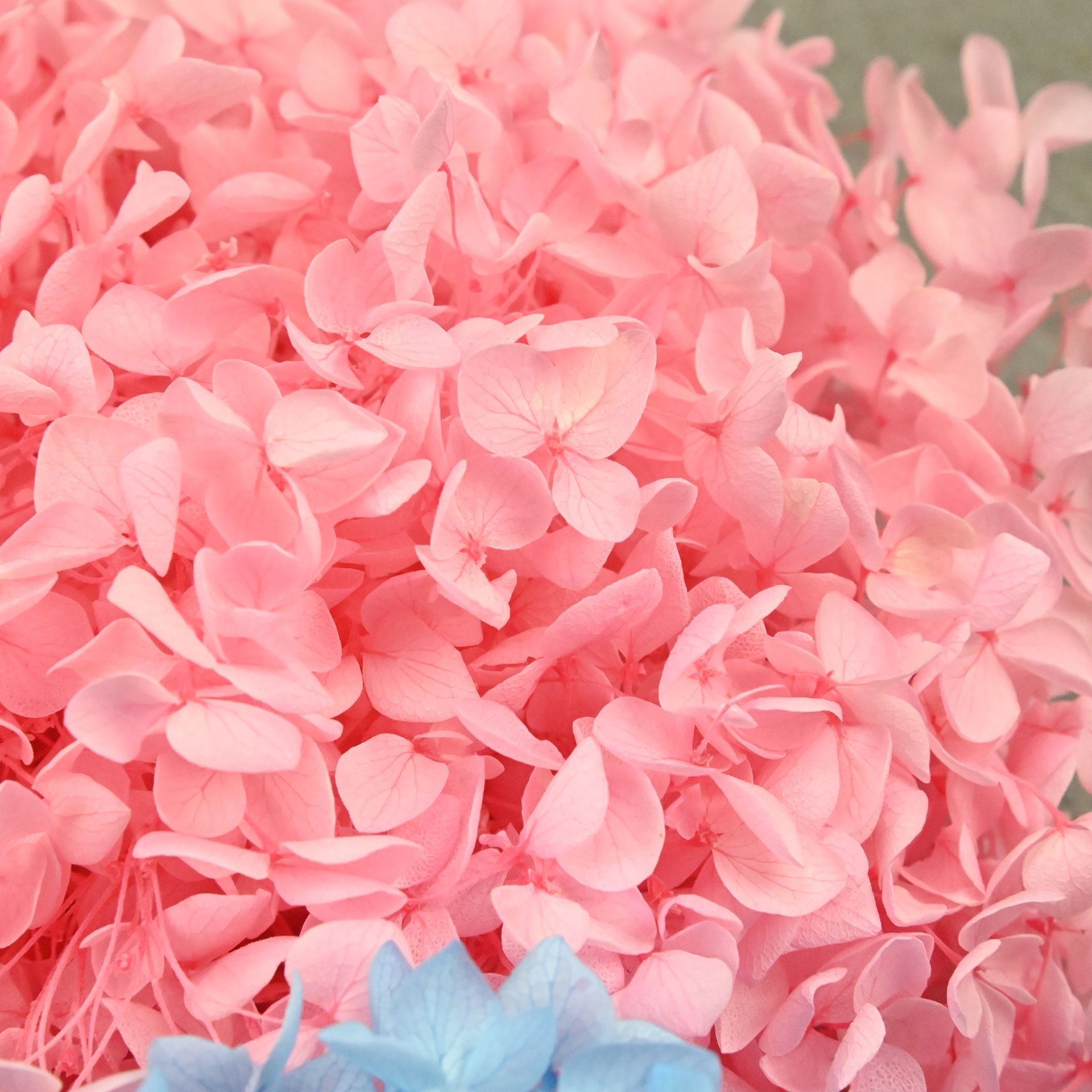 20g Doğal Ortanca Yaprakları K - Dried Flower Bulk incelemesi ve fiyatı